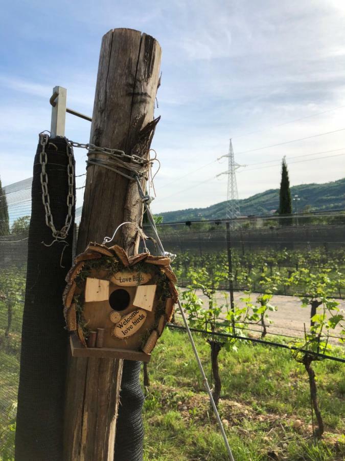 Maso Maroni Agriturismo Quinto di Valpantena Ngoại thất bức ảnh