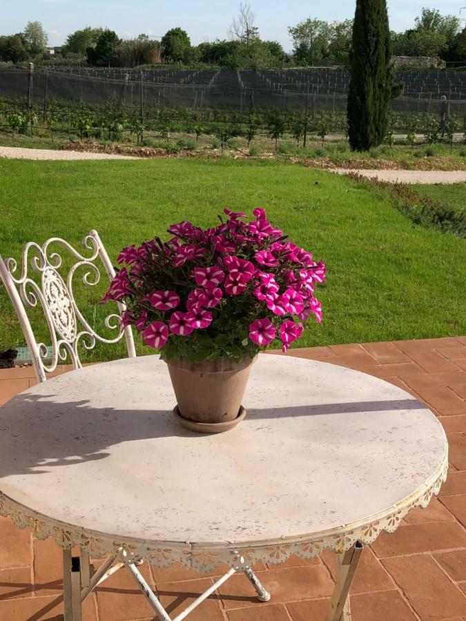 Maso Maroni Agriturismo Quinto di Valpantena Ngoại thất bức ảnh